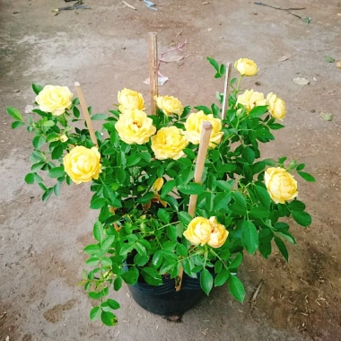 Cây Hoa Hồng Tỉ Muội Vàng - Cây Cảnh Để Bàn Giá 55k Giảm Giá, Nở Đẹp, Dễ Trồng 4 Cây Hoa Hồng Tỉ Muội Vàng - Cây Cảnh Để Bàn Giá 55k Giảm Giá, Nở Đẹp, Dễ Trồng 4