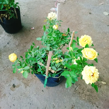 Cây Hoa Hồng Tỉ Muội Vàng - Cây Cảnh Để Bàn Giá 55k Giảm Giá, Nở Đẹp, Dễ Trồng