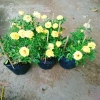 Cây Hoa Hồng Tỉ Muội Vàng - Cây Cảnh Để Bàn Giá 55k Giảm Giá, Nở Đẹp, Dễ Trồng 6