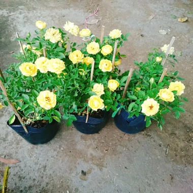 Cây Hoa Hồng Tỉ Muội Vàng - Cây Cảnh Để Bàn Giá 55k Giảm Giá, Nở Đẹp, Dễ Trồng