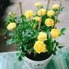 Cây Hoa Hồng Tỉ Muội Vàng - Cây Cảnh Để Bàn Giá 55k Giảm Giá, Nở Đẹp, Dễ Trồng 7
