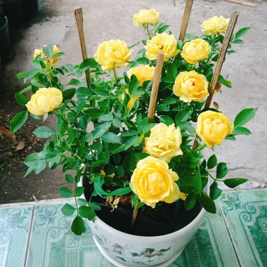 Cây Hoa Hồng Tỉ Muội Vàng - Cây Cảnh Để Bàn Giá 55k Giảm Giá, Nở Đẹp, Dễ Trồng