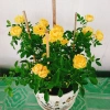 Cây Hoa Hồng Tỉ Muội Vàng - Cây Cảnh Để Bàn Giá 55k Giảm Giá, Nở Đẹp, Dễ Trồng 8