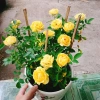 Cây Hoa Hồng Tỉ Muội Vàng - Cây Cảnh Để Bàn Giá 55k Giảm Giá, Nở Đẹp, Dễ Trồng 9