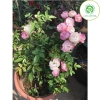 Cây hoa hồng Trứng đỏ trắng hồng, đã có hoa, cao 40 cm, giá ưu đãi 253.500 VND