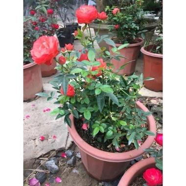 Cây hoa hồng Trứng đỏ trắng hồng, đã có hoa, cao 40 cm, giá ưu đãi 253.500 VND