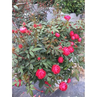 Cây hoa hồng Trứng đỏ trắng hồng, đã có hoa, cao 40 cm, giá ưu đãi 253.500 VND