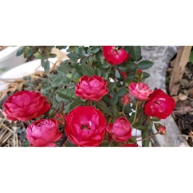 Cây hoa hồng Trứng đỏ trắng hồng, đã có hoa, cao 40 cm, giá ưu đãi 253.500 VND 4 Cây hoa hồng Trứng đỏ trắng hồng, đã có hoa, cao 40 cm, giá ưu đãi 253.500 VND 4