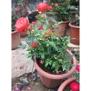 Cây hoa hồng Trứng đỏ trắng hồng, đã có hoa, cao 40 cm, giá ưu đãi 253.500 VND 8