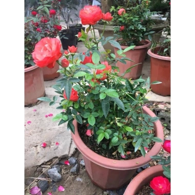 Cây hoa hồng Trứng đỏ trắng hồng, đã có hoa, cao 40 cm, giá ưu đãi 253.500 VND