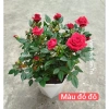 Cây Hoa Hồng Tỷ Muội Hà Lan Đỏ Đô Giao Trong Ngày - Giá Ưu Đãi, Tự Nhiên