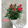 Cây Hoa Hồng Tỷ Muội Hà Lan Đỏ Đô Giao Trong Ngày - Giá Ưu Đãi, Tự Nhiên 2