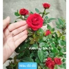Cây Hoa Hồng Tỷ Muội Hà Lan Đỏ Đô Giao Trong Ngày - Giá Ưu Đãi, Tự Nhiên 5