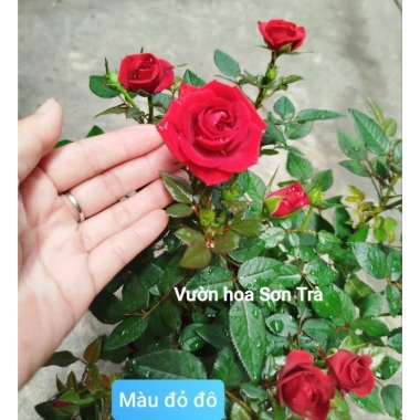 Cây Hoa Hồng Tỷ Muội Hà Lan Đỏ Đô Giao Trong Ngày - Giá Ưu Đãi, Tự Nhiên 5 Cây Hoa Hồng Tỷ Muội Hà Lan Đỏ Đô Giao Trong Ngày - Giá Ưu Đãi, Tự Nhiên 5