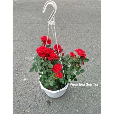 Cây Hoa Hồng Tỷ Muội Hà Lan Đỏ Đô Giao Trong Ngày - Giá Ưu Đãi, Tự Nhiên