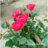 Cây hoa hồng tỷ muội Hà Lan đỏ hồng - Giao trong ngày, giá ưu đãi 220.000₫ 2