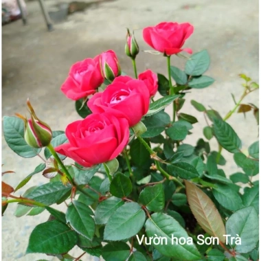 Cây hoa hồng tỷ muội Hà Lan đỏ hồng - Giao trong ngày, giá ưu đãi 220.000₫ 2 Cây hoa hồng tỷ muội Hà Lan đỏ hồng - Giao trong ngày, giá ưu đãi 220.000₫ 2