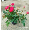 Cây hoa hồng tỷ muội Hà Lan đỏ hồng - Giao trong ngày, giá ưu đãi 220.000₫ 3