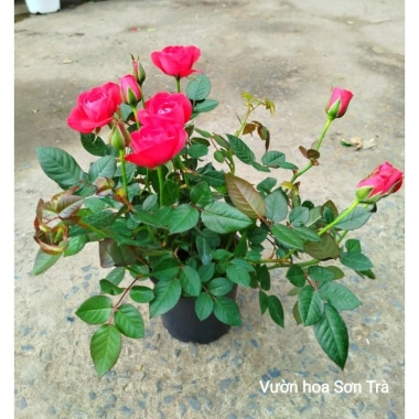 Cây hoa hồng tỷ muội Hà Lan đỏ hồng - Giao trong ngày, giá ưu đãi 220.000₫