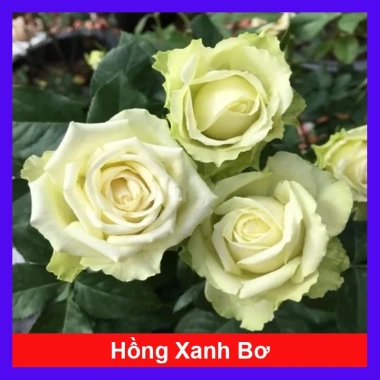 Cây hoa hồng xanh bơ Green Romantica Rose - hoa thơm, xanh lá nhẹ nhàng, chỉ 86.000đ