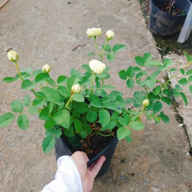 Cây hoa hồng xanh bơ Green Romantica Rose - hoa thơm, xanh lá nhẹ nhàng, chỉ 86.000đ 2 Cây hoa hồng xanh bơ Green Romantica Rose - hoa thơm, xanh lá nhẹ nhàng, chỉ 86.000đ 2