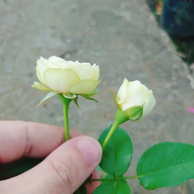 Cây hoa hồng xanh bơ Green Romantica Rose - hoa thơm, xanh lá nhẹ nhàng, chỉ 86.000đ 3 Cây hoa hồng xanh bơ Green Romantica Rose - hoa thơm, xanh lá nhẹ nhàng, chỉ 86.000đ 3