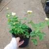 Cây hoa hồng xanh bơ Green Romantica Rose - hoa thơm, xanh lá nhẹ nhàng, chỉ 86.000đ 4
