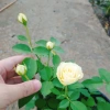Cây hoa hồng xanh bơ Green Romantica Rose - hoa thơm, xanh lá nhẹ nhàng, chỉ 86.000đ 5