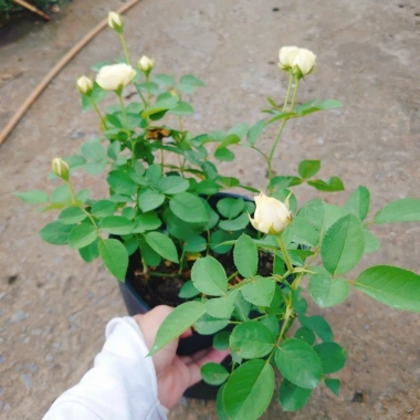 Cây hoa hồng xanh bơ Green Romantica Rose - hoa thơm, xanh lá nhẹ nhàng, chỉ 86.000đ
