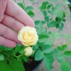 Cây hoa hồng xanh bơ Green Romantica Rose - hoa thơm, xanh lá nhẹ nhàng, chỉ 86.000đ 7