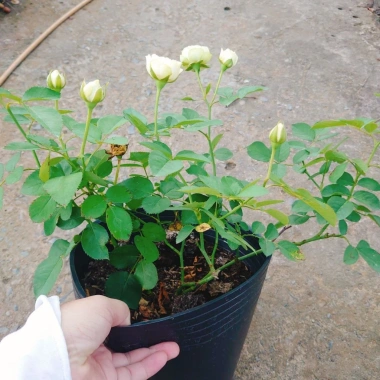 Cây hoa hồng xanh bơ Green Romantica Rose - hoa thơm, xanh lá nhẹ nhàng, chỉ 86.000đ