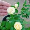 Cây hoa hồng xanh bơ Green Romantica Rose - hoa thơm, xanh lá nhẹ nhàng, chỉ 86.000đ 9