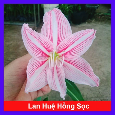 Cây Hoa Lan Huệ Hồng Sọc – Giao Như Video, Đẹp, Dễ Trồng, Giá Ưu Đãi 44.000đ (Giá Gốc 53.680đ)