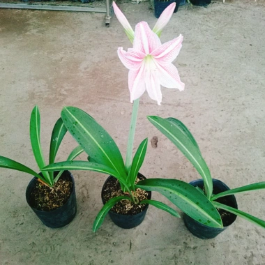 Cây Hoa Lan Huệ Hồng Sọc – Giao Như Video, Đẹp, Dễ Trồng, Giá Ưu Đãi 44.000đ (Giá Gốc 53.680đ)