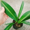 Cây Hoa Lan Huệ Hồng Sọc – Giao Như Video, Đẹp, Dễ Trồng, Giá Ưu Đãi 44.000đ (Giá Gốc 53.680đ) 5