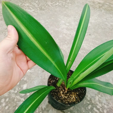 Cây Hoa Lan Huệ Hồng Sọc – Giao Như Video, Đẹp, Dễ Trồng, Giá Ưu Đãi 44.000đ (Giá Gốc 53.680đ) 5 Cây Hoa Lan Huệ Hồng Sọc – Giao Như Video, Đẹp, Dễ Trồng, Giá Ưu Đãi 44.000đ (Giá Gốc 53.680đ) 5