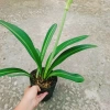 Cây Hoa Lan Huệ Hồng Sọc – Giao Như Video, Đẹp, Dễ Trồng, Giá Ưu Đãi 44.000đ (Giá Gốc 53.680đ) 6