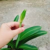 Cây Hoa Lan Huệ Hồng Sọc – Giao Như Video, Đẹp, Dễ Trồng, Giá Ưu Đãi 44.000đ (Giá Gốc 53.680đ) 7