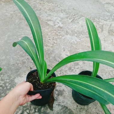 Cây Hoa Lan Huệ Hồng Sọc – Giao Như Video, Đẹp, Dễ Trồng, Giá Ưu Đãi 44.000đ (Giá Gốc 53.680đ)