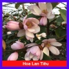 Cây hoa lan tiêu (hàm tiếu) thơm ngát - Cây cảnh sân vườn chỉ 15.000đ