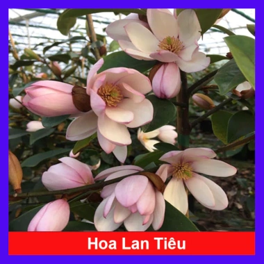 Cây hoa lan tiêu (hàm tiếu) thơm ngát - Cây cảnh sân vườn chỉ 15.000đ