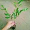 Cây hoa lan tiêu (hàm tiếu) thơm ngát - Cây cảnh sân vườn chỉ 15.000đ 2