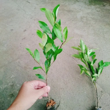 Cây hoa lan tiêu (hàm tiếu) thơm ngát - Cây cảnh sân vườn chỉ 15.000đ