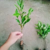 Cây hoa lan tiêu (hàm tiếu) thơm ngát - Cây cảnh sân vườn chỉ 15.000đ 4