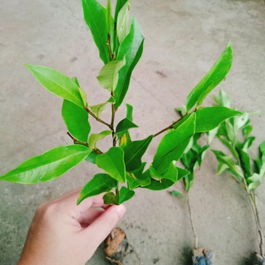Cây hoa lan tiêu (hàm tiếu) thơm ngát - Cây cảnh sân vườn chỉ 15.000đ