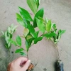 Cây hoa lan tiêu (hàm tiếu) thơm ngát - Cây cảnh sân vườn chỉ 15.000đ 7
