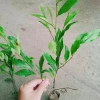 Cây hoa lan tiêu (hàm tiếu) thơm ngát - Cây cảnh sân vườn chỉ 15.000đ 8