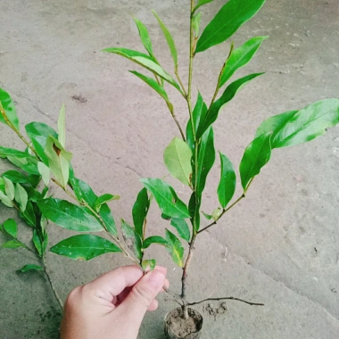 Cây hoa lan tiêu (hàm tiếu) thơm ngát - Cây cảnh sân vườn chỉ 15.000đ