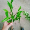 Cây hoa lan tiêu (hàm tiếu) thơm ngát - Cây cảnh sân vườn chỉ 15.000đ 9