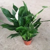 Cây hoa lan ý phong thủy để bàn May mắn tài lộc giảm giá 23 chỉ 75.000đ